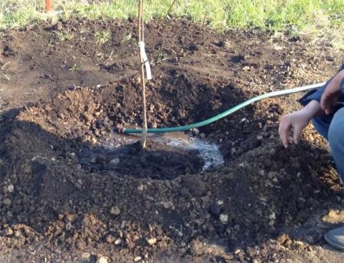 Посадка груши осенью, весной – когда и как посадить