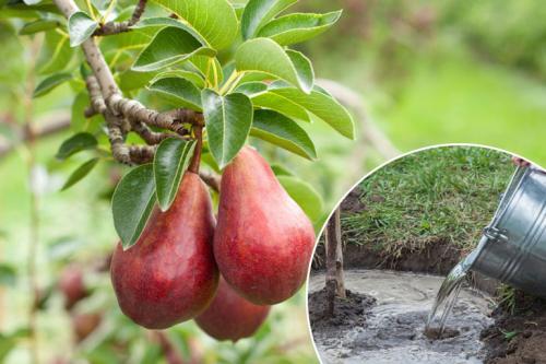 Посадка груши осенью, весной – когда и как посадить