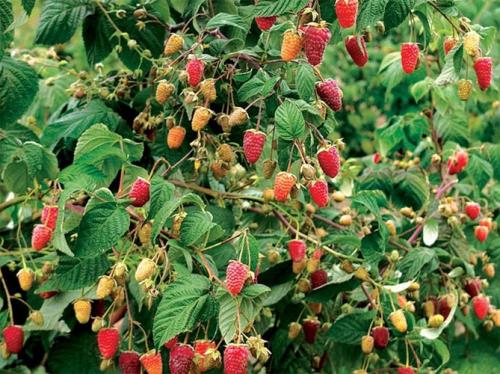 Малина ремонтантная сорта. Описание лучших сортов ремонтантной малины с фото