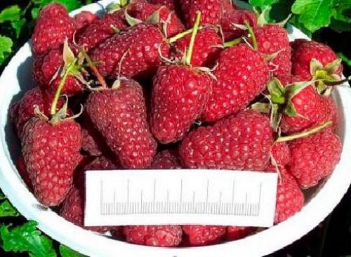 Малина ремонтантная сорта. Описание лучших сортов ремонтантной малины с фото