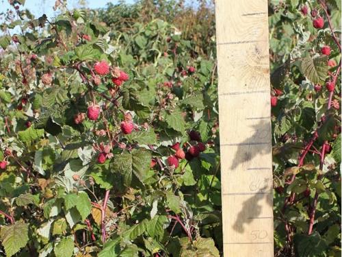 Малина конек горбунок. Конек-Горбунок: самый ранний сорт ремонтантной малины