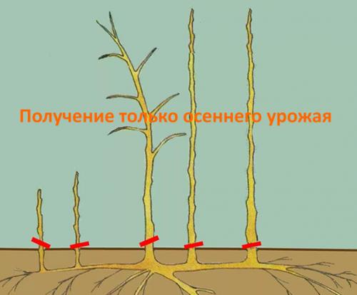 Малина конек горбунок. Конек-Горбунок: самый ранний сорт ремонтантной малины