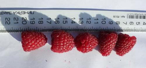 Малина конек горбунок. Конек-Горбунок: самый ранний сорт ремонтантной малины