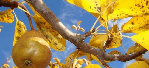 Подготовка молодых груш к зиме. Уход за грушей осенью, подготовка дерева к зиме