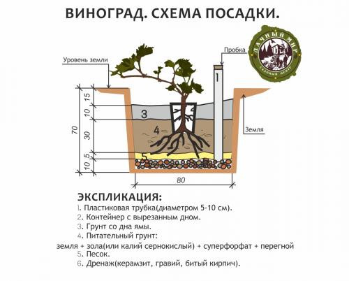 Сколько времени требуется для акклиматизации винограда после пересадки. Как правильно посадить виноград