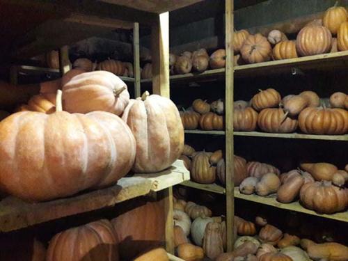 Как хранить тыкву в квартире. Как правильно хранить тыкву в свежем виде: правила и способы долгого хранения