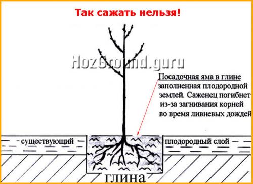 Посадка груши расстояние. Как посадить грушу весной – поэтапная инструкция