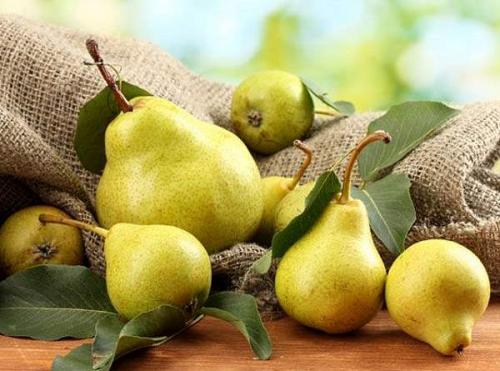 Как правильно сажать и обрезать грушу весной. Груша - посадка, уход, обрезка 05