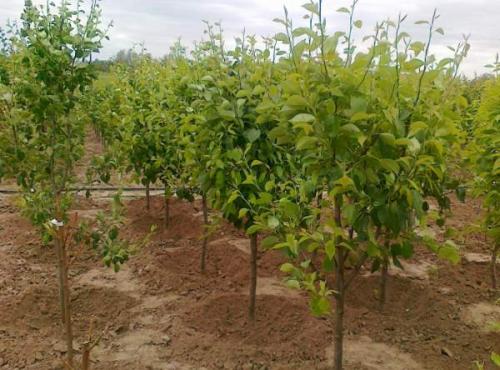 Как правильно сажать и обрезать грушу весной. Груша - посадка, уход, обрезка 01