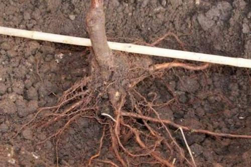 Как правильно сажать и обрезать грушу весной. Груша - посадка, уход, обрезка 02