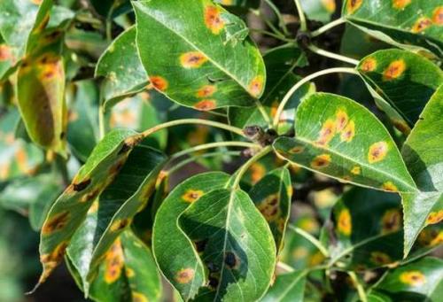 Как правильно сажать и обрезать грушу весной. Груша - посадка, уход, обрезка 07