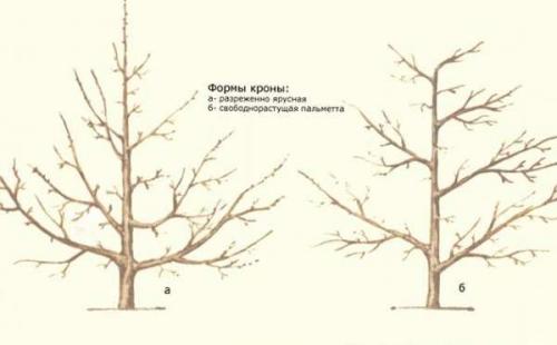 Как правильно сажать и обрезать грушу весной. Груша - посадка, уход, обрезка 06