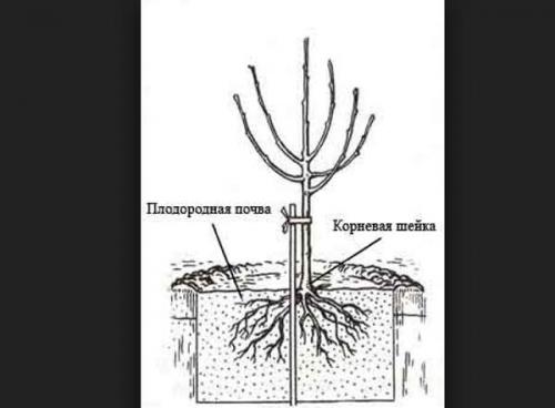Как правильно сажать и обрезать грушу весной. Груша - посадка, уход, обрезка 03