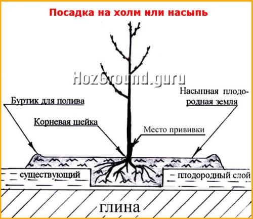 Посадка груши расстояние. Как посадить грушу весной – поэтапная инструкция