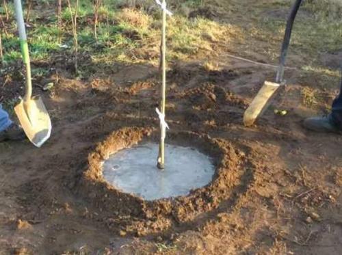 Как правильно сажать и обрезать грушу весной. Груша - посадка, уход, обрезка 04