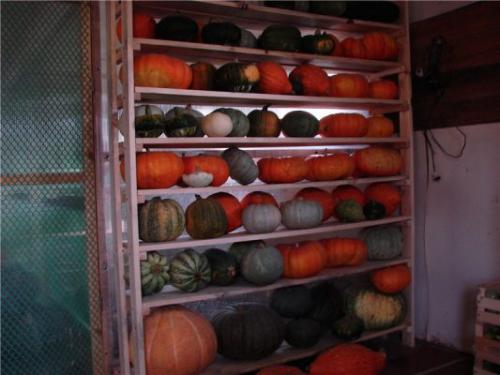 Как хранить тыкву в домашних условиях на зиму. Как правильно хранить свежую тыкву зимой : условия, места