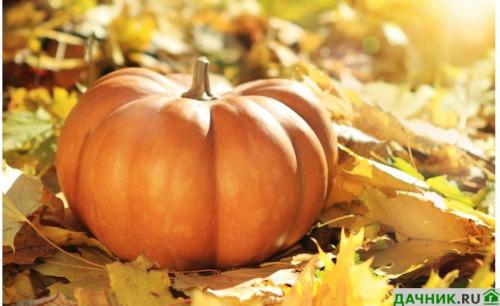 Как хранить тыкву в морозилке. Как правильно заморозить тыкву в домашних условиях?