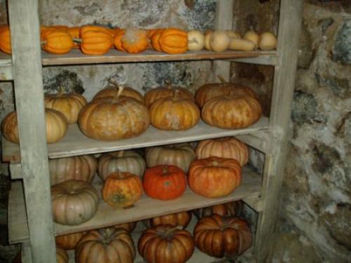 Как хранить тыкву в домашних условиях на зиму. Как правильно хранить свежую тыкву зимой : условия, места