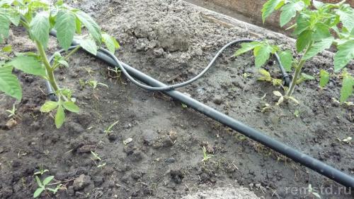 Система полива из бочки. Делаем капельный полив в теплице из бочки