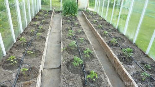 Система полива из бочки. Делаем капельный полив в теплице из бочки