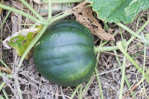 Как сохранить разрезанную тыкву правильно. Способы 06