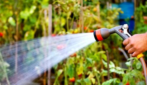 Как подготовить саженцы плодовых деревьев к зиме. Подготовка плодовых деревьев к зиме