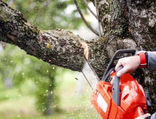 Как подготовить саженцы плодовых деревьев к зиме. Подготовка плодовых деревьев к зиме