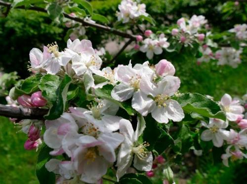 Подкормка яблонь и груш летом. Первая подкормка после цветения