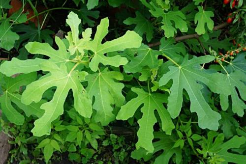 Как зимует инжир. Зимовка инжира в средней полосе