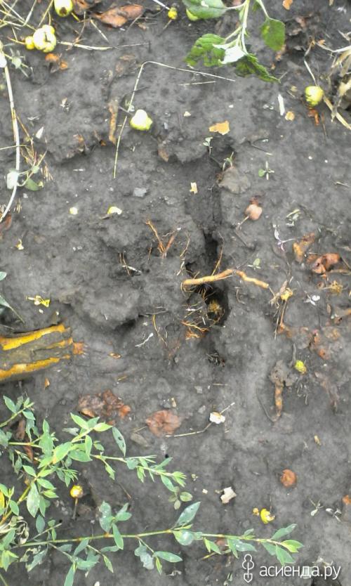 Как укрепить корни яблони. Завалилась яблоня. Что делать?