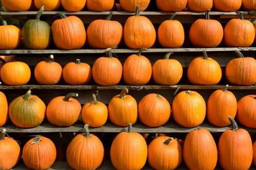 Длительное хранение тыквы. Где и как хранить тыкву, условия и сроки хранения