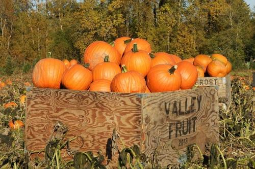 Длительное хранение тыквы. Где и как хранить тыкву, условия и сроки хранения