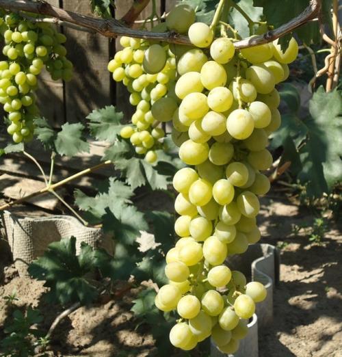 Почему виноград кислый. Продуктовый ликбез: пытаемся разобраться в оттенках виноградного