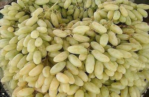 Почему виноград кислый. Продуктовый ликбез: пытаемся разобраться в оттенках виноградного