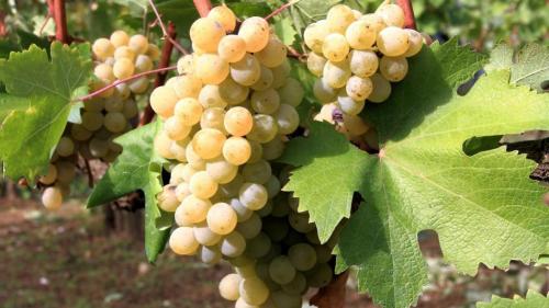 Как может дозреть виноград в домашних условиях. Способы ускорить созревание винограда 01