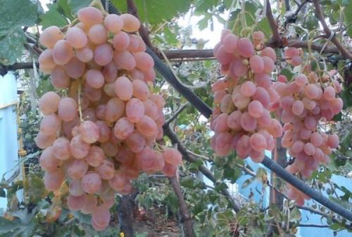 Почему виноград кислый. Продуктовый ликбез: пытаемся разобраться в оттенках виноградного