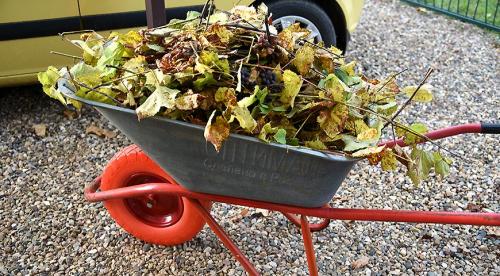 Как может дозреть виноград в домашних условиях. Способы ускорить созревание винограда 11