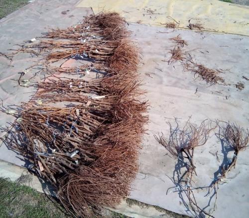 Уход за виноградом для начинающих. Все этапы выращивания винограда от А до Я