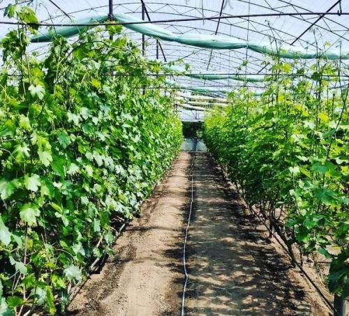 Уход за виноградом для начинающих. Все этапы выращивания винограда от А до Я