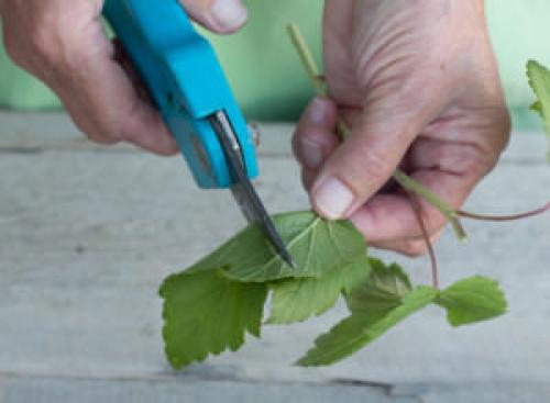 Как размножить смородину осенью. Способы размножение смородины осенью черенками