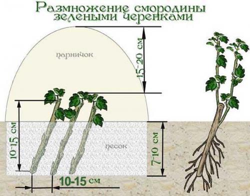 Размножение чёрной смородины зелёными черенками. Как черенковать смородину летом: размножение зелеными черенками