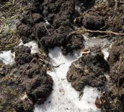 Какие особенности строительства плитного фундамента на пучнистых грунтах. Особенности плитного фундамента возведенного на пучинистых грунтах