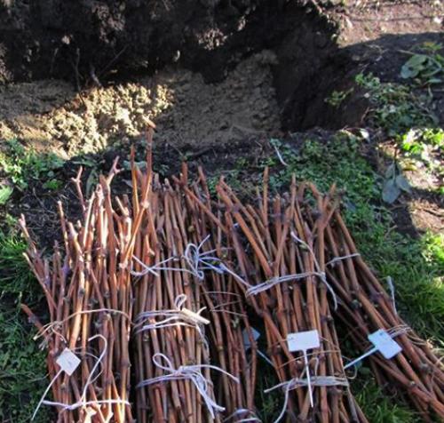 Как сохранить саженцы винограда зимой. Три способа, сохранить саженцы винограда