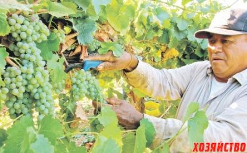 Что делать, чтобы виноград был сладким. Что сделать, чтобы виноград стал слаще