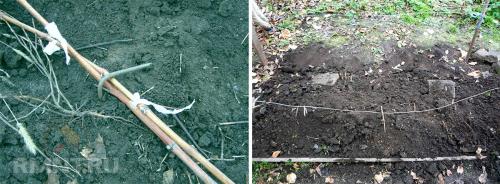 Как сохранить саженцы винограда зимой. Три способа, сохранить саженцы винограда 03