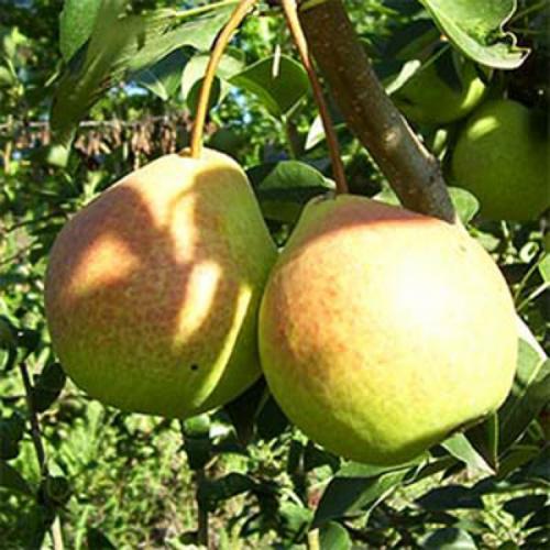 Где посадить грушу на участке. Сорта груши