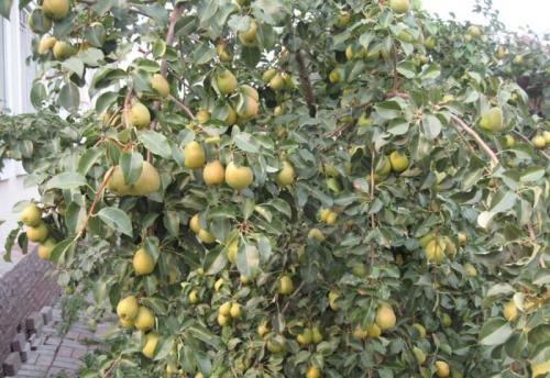 Посадка груши в Ленинградской области. Сорта груш для Ленинградской области (33 вида): список с названиями, достоинствами и недостатками