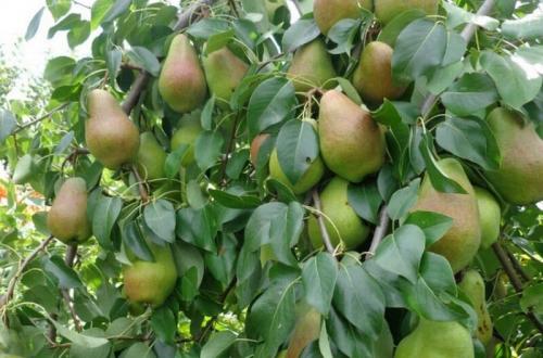 Посадка груши в Сибири. Качества сортов, предназначенных для Сибири