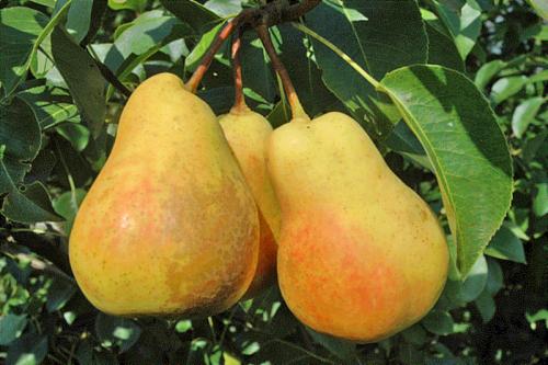 Посадка груши в Ленинградской области. Сорта груш для Ленинградской области (33 вида): список с названиями, достоинствами и недостатками