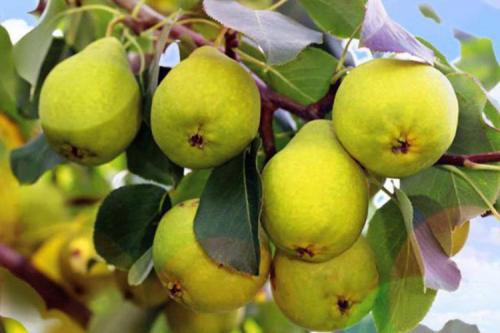 Где посадить грушу на участке. Сорта груши